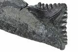 Bizarre Shark (Edestus) Jaw Section with Tooth - Carboniferous #269686-2